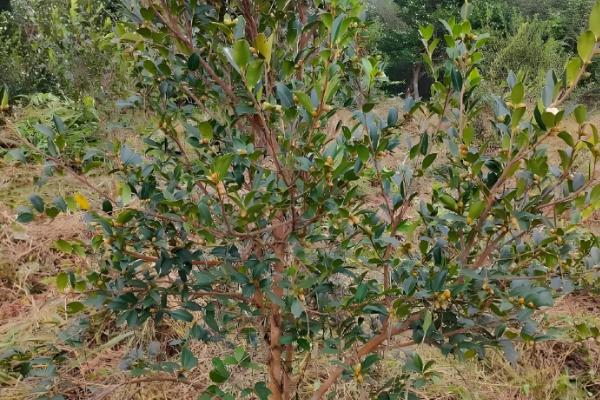 油茶冻害如何防治，首先选用耐冻当地品种