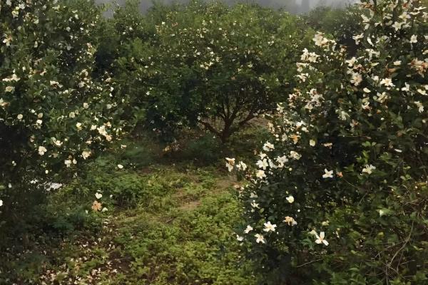 油茶冻害如何防治，首先选用耐冻当地品种