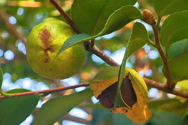 油茶冻害如何防治，首先选用耐冻当地品种