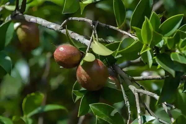 油茶冻害如何防治，首先选用耐冻当地品种
