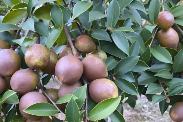 油茶冻害如何防治，首先选用耐冻当地品种