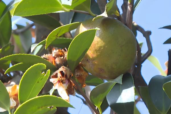 油茶冻害如何防治，首先选用耐冻当地品种