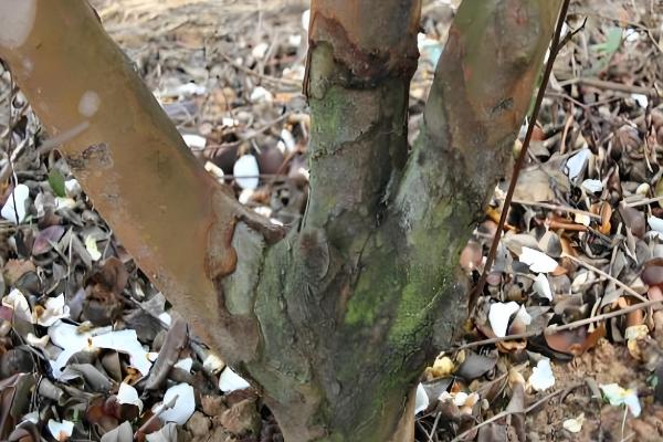 油茶冻害如何防治，首先选用耐冻当地品种