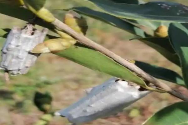 油茶冻害如何防治，首先选用耐冻当地品种