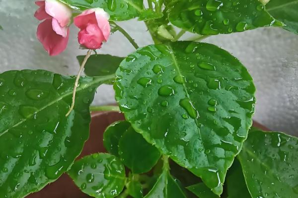 水梅花和凤仙花的区别是什么，科属和叶子均不同