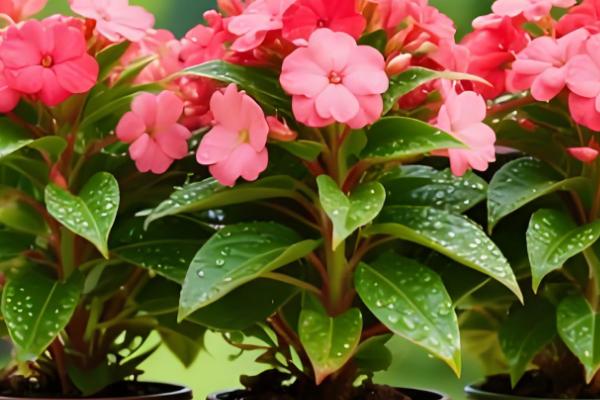 水梅花和凤仙花的区别是什么，科属和叶子均不同