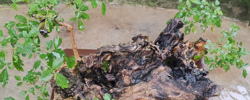 黄荆下山桩过多长时间会生根，移栽后一般经过2个月才会长出根系