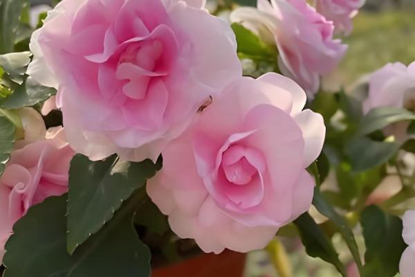 水梅花和凤仙花的区别是什么，科属和叶子均不同