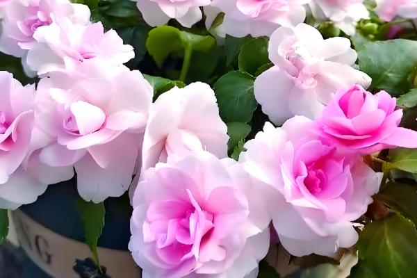 水梅花和凤仙花的区别是什么，科属和叶子均不同