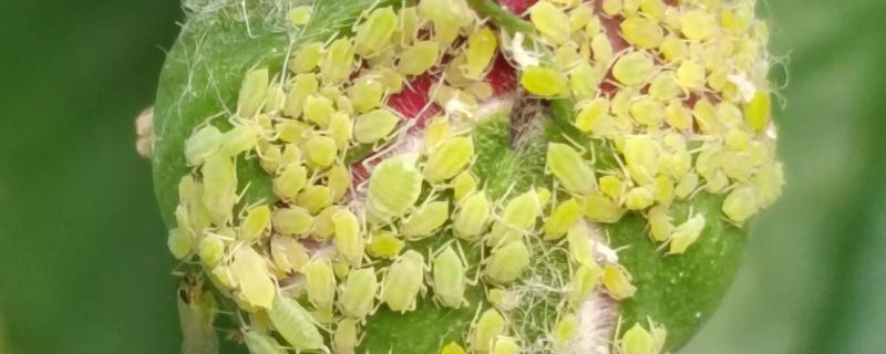 室内养花起腻虫如何解决，喷施经过稀释的风油精可有效杀虫