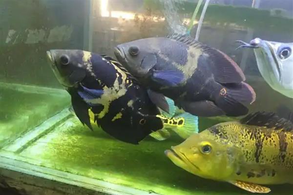 地图鱼不打氧可以活多久，一般能撑12小时左右