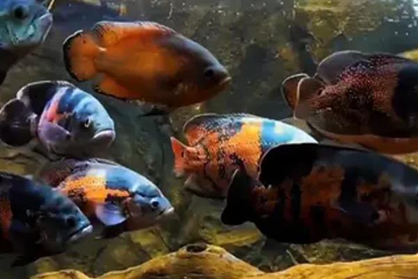 地图鱼不打氧可以活多久，一般能撑12小时左右