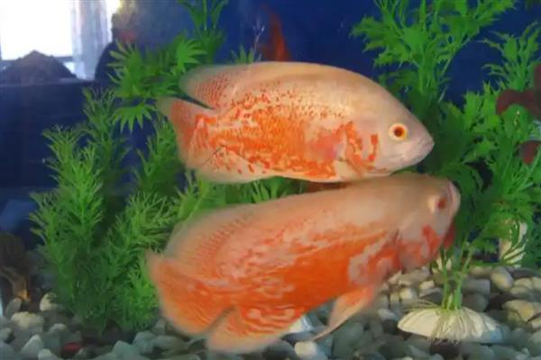 地图鱼不打氧可以活多久，一般能撑12小时左右