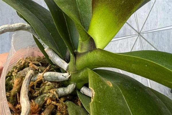 蝴蝶兰叶片发黄的原因，高温、缺水、烂根等因素都会引起