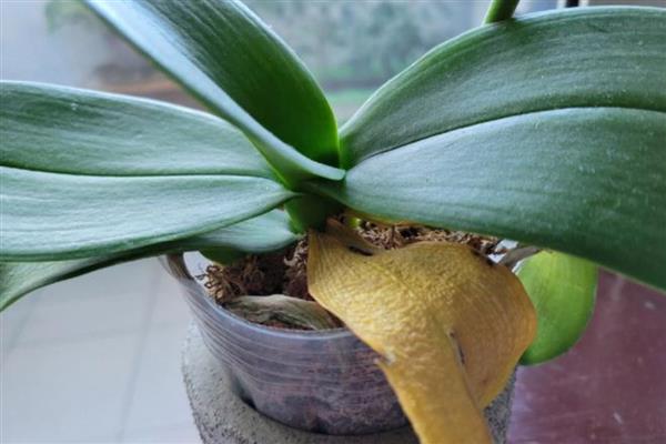 蝴蝶兰叶片发黄的原因，高温、缺水、烂根等因素都会引起