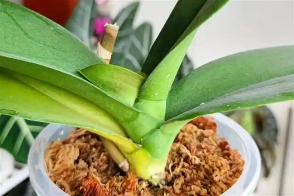 蝴蝶兰叶片发黄的原因，高温、缺水、烂根等因素都会引起