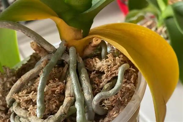 蝴蝶兰叶片发黄的原因，高温、缺水、烂根等因素都会引起