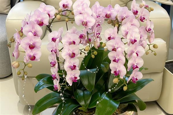 蝴蝶兰叶片发黄的原因，高温、缺水、烂根等因素都会引起