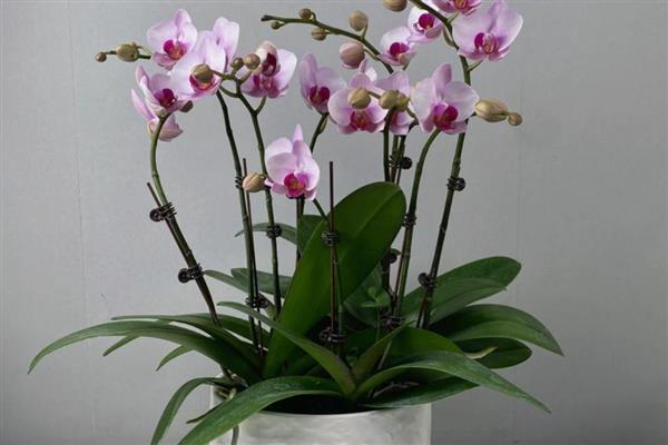 蝴蝶兰叶片发黄的原因，高温、缺水、烂根等因素都会引起