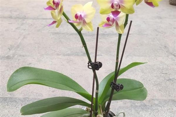 蝴蝶兰叶片发黄的原因，高温、缺水、烂根等因素都会引起