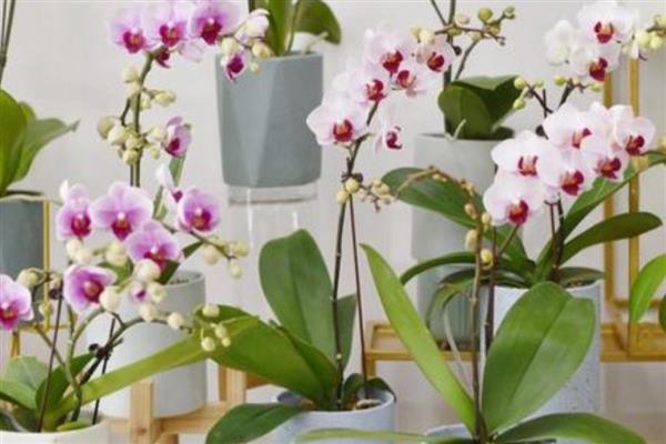 蝴蝶兰叶片发黄的原因，高温、缺水、烂根等因素都会引起