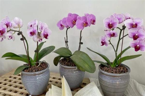 蝴蝶兰叶片发黄的原因，高温、缺水、烂根等因素都会引起