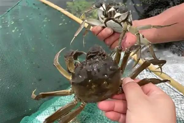 螃蟹会不会脱壳，生长期间必须经历脱壳