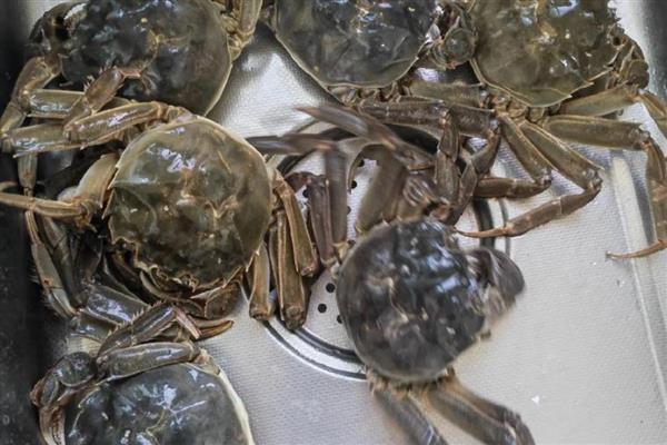 螃蟹会不会脱壳，生长期间必须经历脱壳