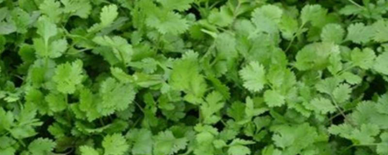 香菜叶斑病怎么防治，播种前用温水浸种消毒