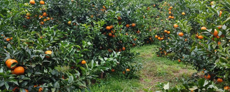 沃柑种植管理及技术，定期中耕除草