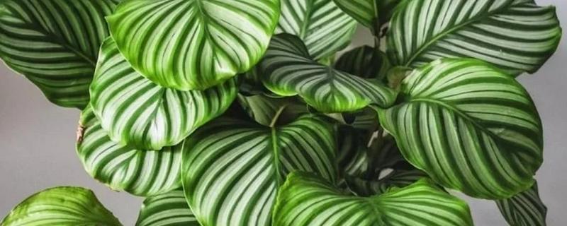 苹果竹芋的修剪方法，剪除庞杂部分能让株型更美观