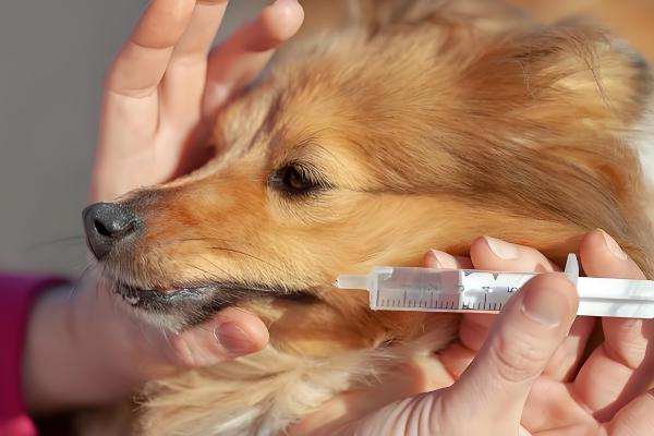 狗狗低血糖怎么办，可喂服50%的高糖水