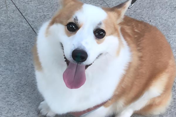 狗狗低血糖怎么办，可喂服50%的高糖水