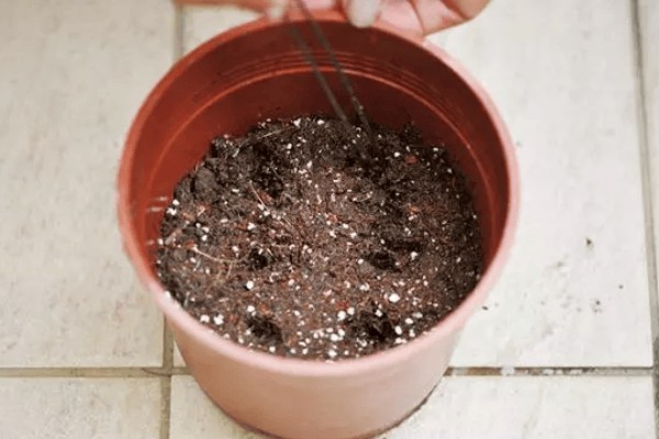 石榴籽的种植方法，浸种催芽后铺在培养土上面并覆盖小石子