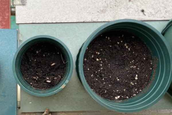 石榴籽的种植方法，浸种催芽后铺在培养土上面并覆盖小石子