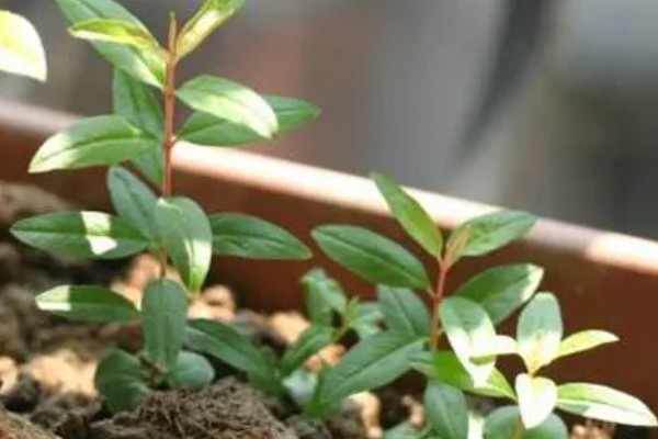 石榴籽的种植方法，浸种催芽后铺在培养土上面并覆盖小石子