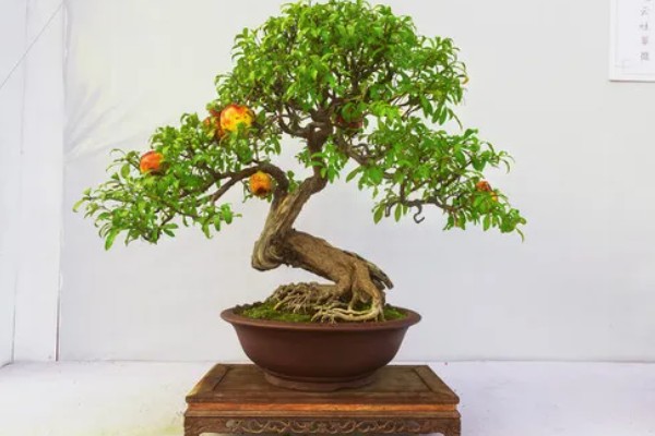 石榴籽的种植方法，浸种催芽后铺在培养土上面并覆盖小石子