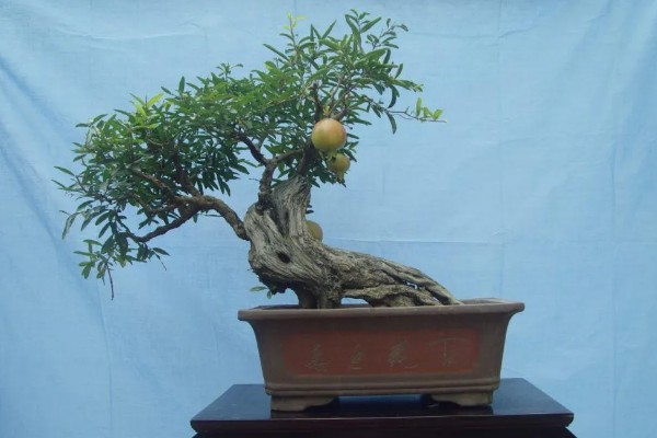 石榴籽的种植方法，浸种催芽后铺在培养土上面并覆盖小石子