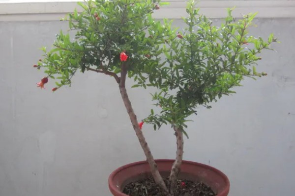 石榴籽的种植方法，浸种催芽后铺在培养土上面并覆盖小石子