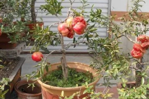 石榴籽的种植方法，浸种催芽后铺在培养土上面并覆盖小石子