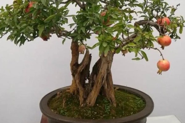 石榴籽的种植方法，浸种催芽后铺在培养土上面并覆盖小石子