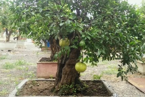 石榴籽的种植方法，浸种催芽后铺在培养土上面并覆盖小石子