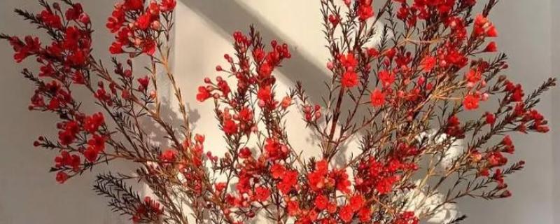 平头腊梅与尖头腊梅的区别，花朵和枝干均不同