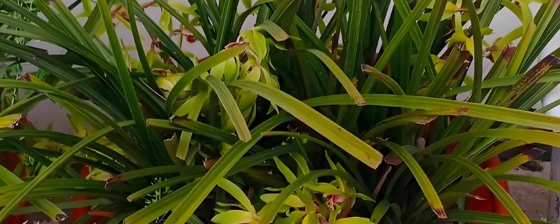 惠兰开花后如何处理，第一步就是要进行植株修剪