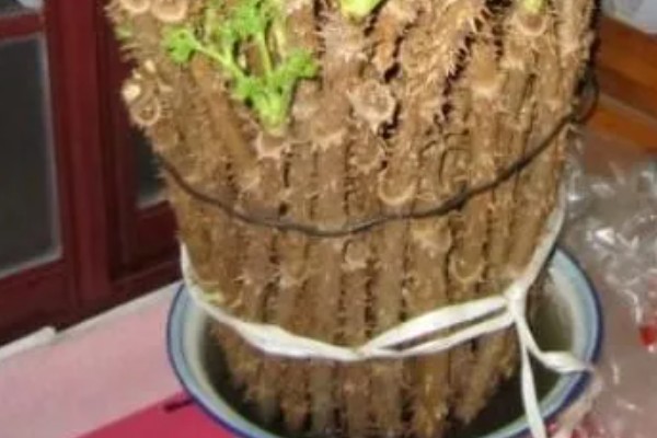 刺老芽如何扦插能生根，可采取水培的方法扦插生根