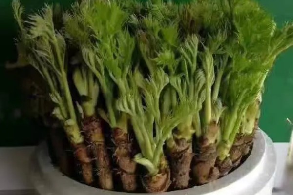 刺老芽如何扦插能生根，可采取水培的方法扦插生根