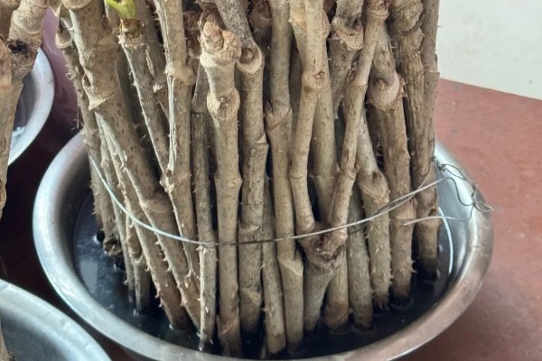 刺老芽如何扦插能生根，可采取水培的方法扦插生根