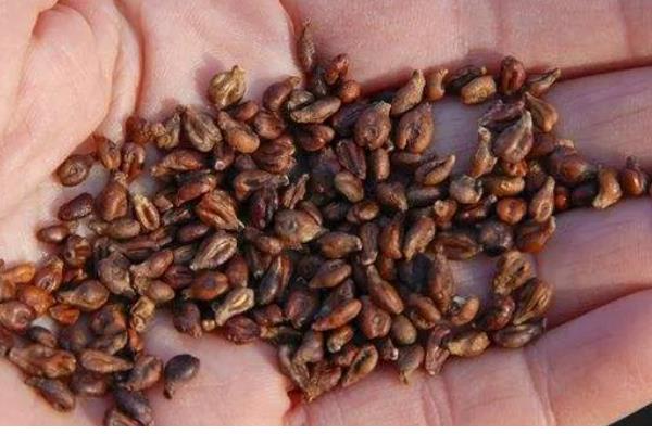 让葡萄籽快速发芽的方法,浸种24小时再播种