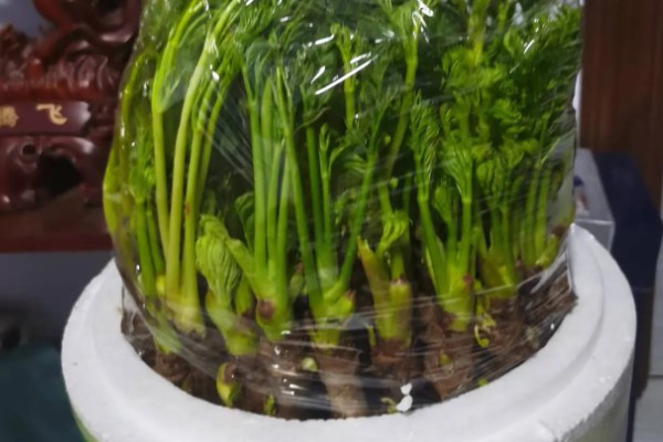 刺老芽如何扦插能生根，可采取水培的方法扦插生根