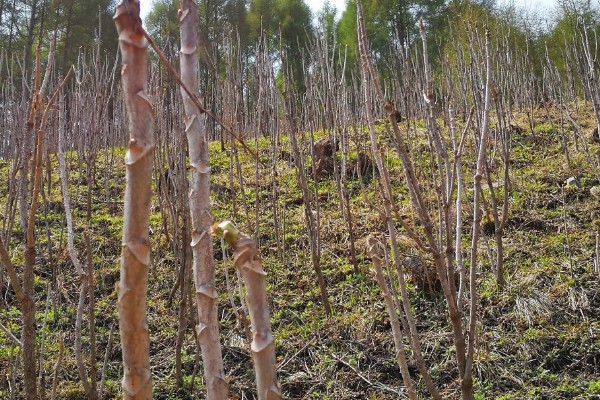 刺老芽如何扦插能生根，可采取水培的方法扦插生根
